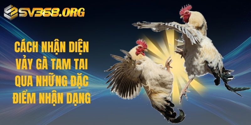 Cách nhận diện vảy gà tam tai qua những đặc điểm nhận dạng