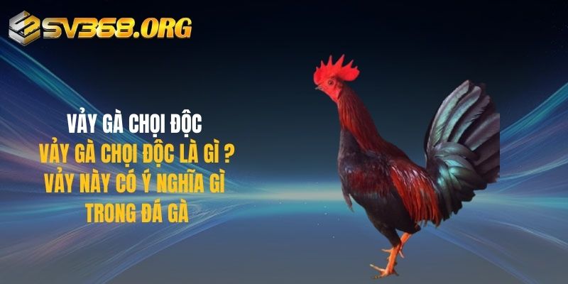 Vảy Gà Chọi Độc Là Gì? Vảy Này Có Ý Nghĩa Gì Trong Đá Gà